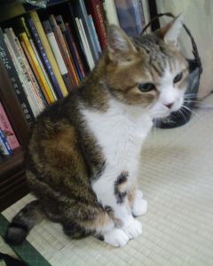 樽木ホームズ