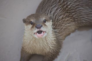 口が臭いかわうそ