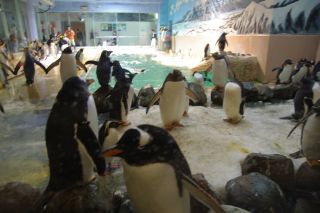 ペンギンだらけ