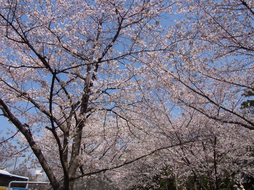 某市の公園', 's